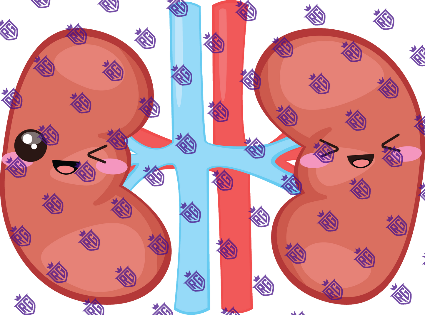 Kidneys Acrylic Blank With Decals